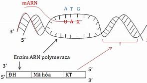 Sản Phẩm Quá Trình Phiên Mã Là Gì